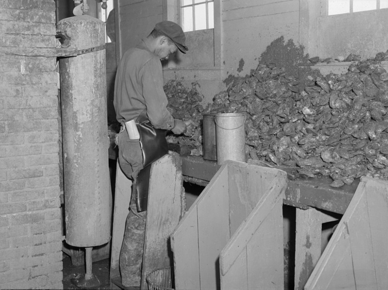 Oyster Shucking.png Oyster Shucking.png