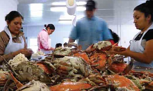 Crab Pickers.jpg Crab Pickers.jpg